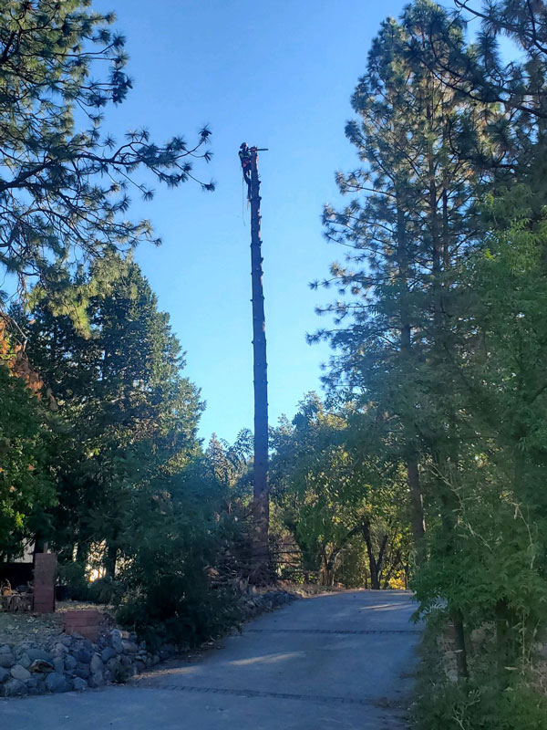 Tree Services Placerville CA